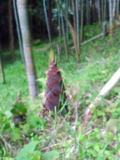 201105071016.jpg