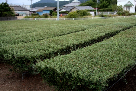 201011067.jpg