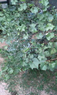 20110813185837.jpg